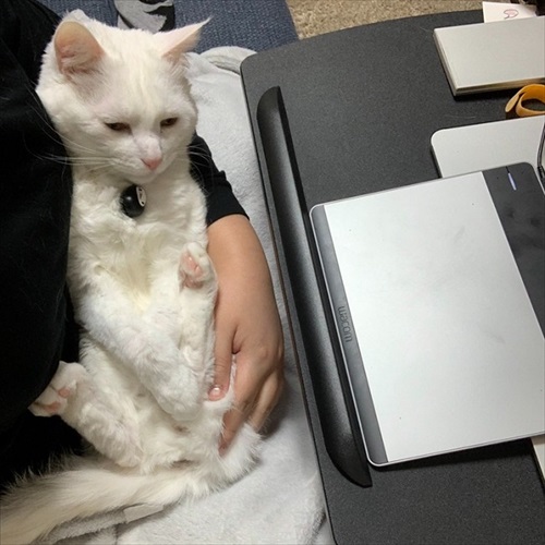 甘えん坊白猫