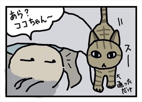 全身で嫌がる猫ちゃん