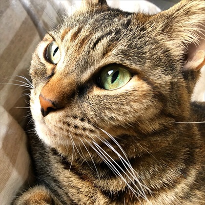 全身で嫌がる猫ちゃん