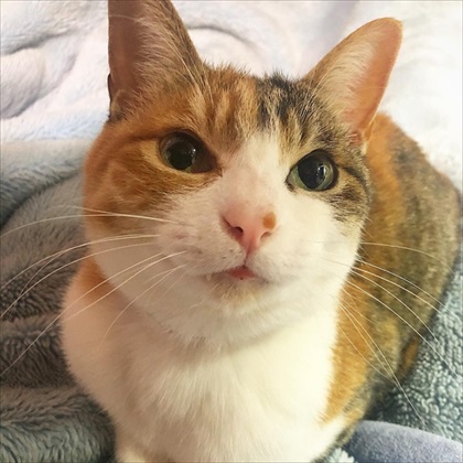 全身で嫌がる猫ちゃん