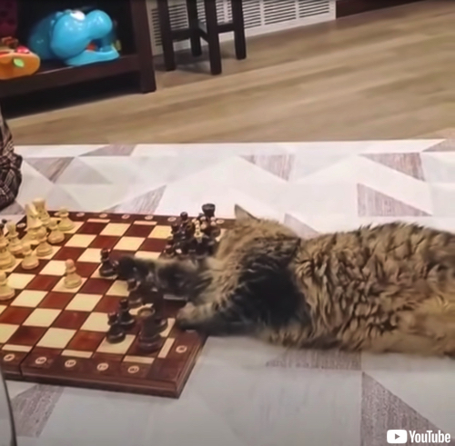 チェスの相手をする猫ちゃん