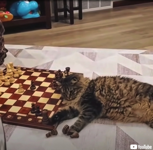 チェスの相手をする猫ちゃん