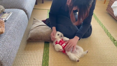 番犬適正は無なムーチョちゃん