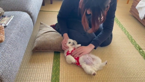 番犬適正は無なムーチョちゃん