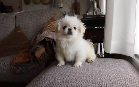 番犬適正は無なムーチョちゃん