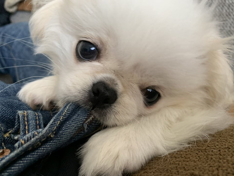 ムーチョちゃんいろいろ