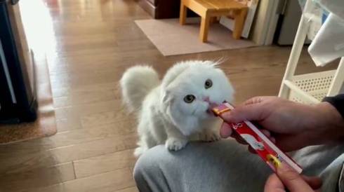 猫 文句言いたい ちゅ〜る食べたい 月ちゃん