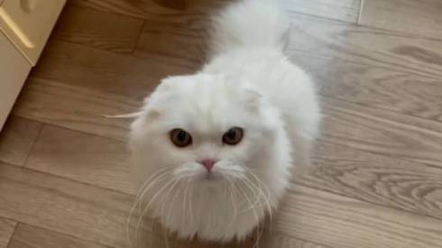 猫 文句言いたい ちゅ〜る食べたい 月ちゃん