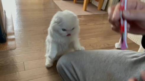 猫 文句言いたい ちゅ〜る食べたい 月ちゃん