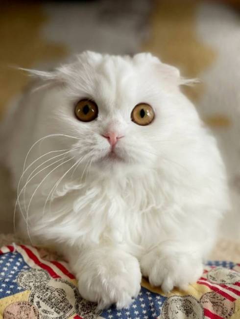 猫 文句言いたい ちゅ〜る食べたい 月ちゃん