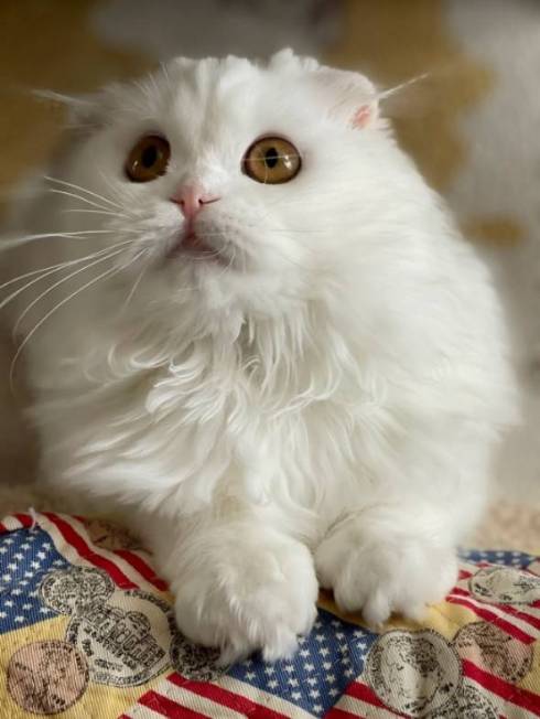 猫 文句言いたい ちゅ〜る食べたい 月ちゃん