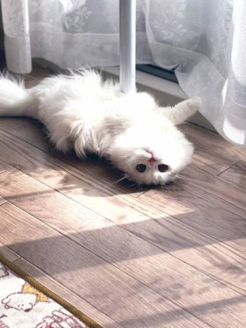 猫 文句言いたい ちゅ〜る食べたい 月ちゃん