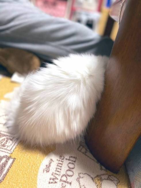 猫 文句言いたい ちゅ〜る食べたい 月ちゃん