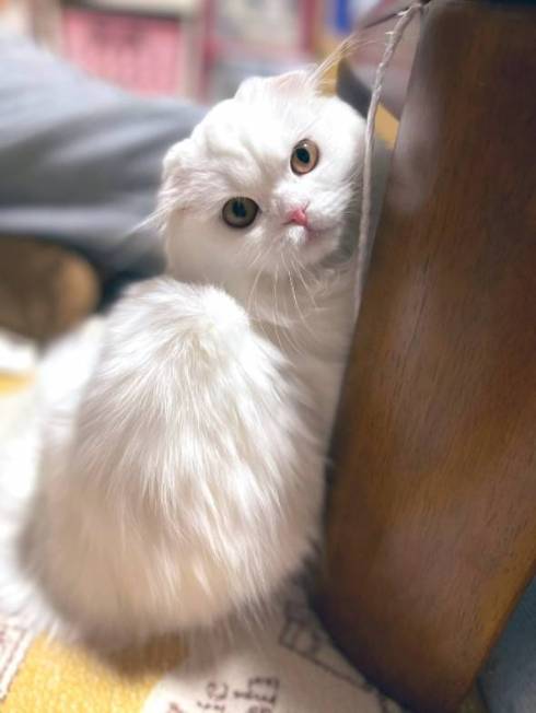 猫 文句言いたい ちゅ〜る食べたい 月ちゃん