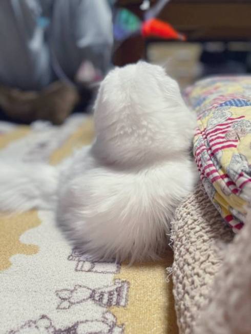 猫 文句言いたい ちゅ〜る食べたい 月ちゃん