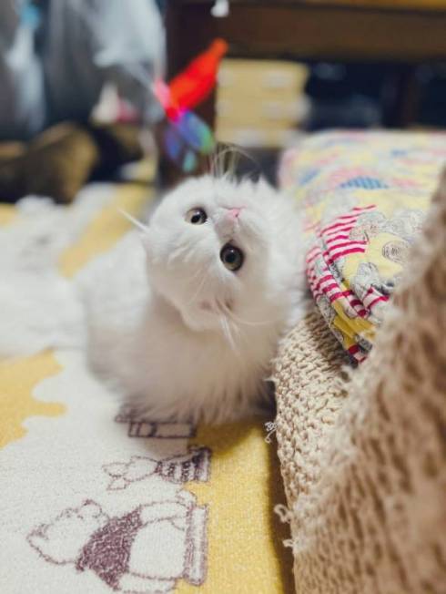 猫 文句言いたい ちゅ〜る食べたい 月ちゃん