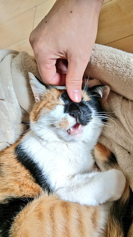 なでられるつむぎちゃん