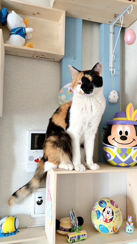 棚の上のつむぎちゃん