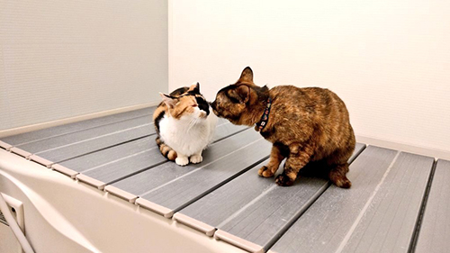 お風呂つむぎちゃんといとちゃん