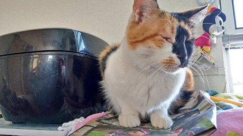 つりばしつむぎちゃん