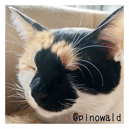 つむぎちゃん顔アップ