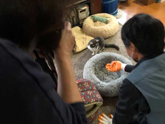猫 顔 表情 不満 おこ 余計なことすんな プロ 掃除 抜け毛