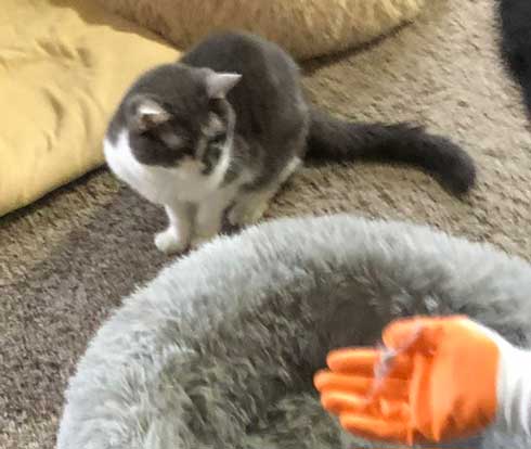 猫 顔 表情 不満 おこ 余計なことすんな プロ 掃除 抜け毛
