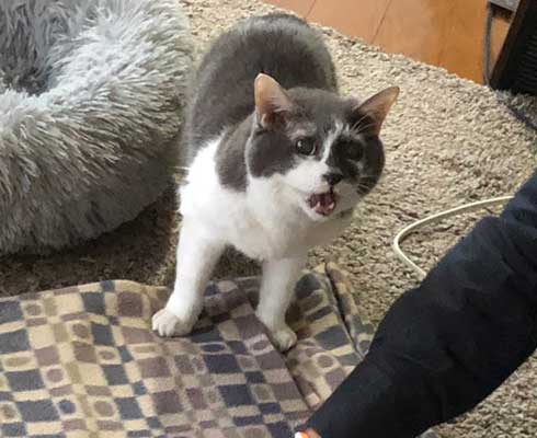 猫 顔 表情 不満 おこ 余計なことすんな プロ 掃除 抜け毛