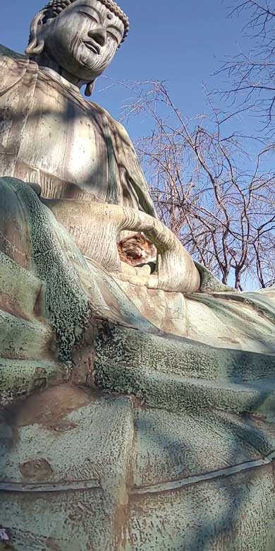 お釈迦様 愛される 猫 日なたぼっこ お昼寝 膝の上 御手 包まれて