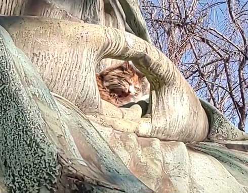 お釈迦様 愛される 猫 日なたぼっこ お昼寝 膝の上 御手 包まれて