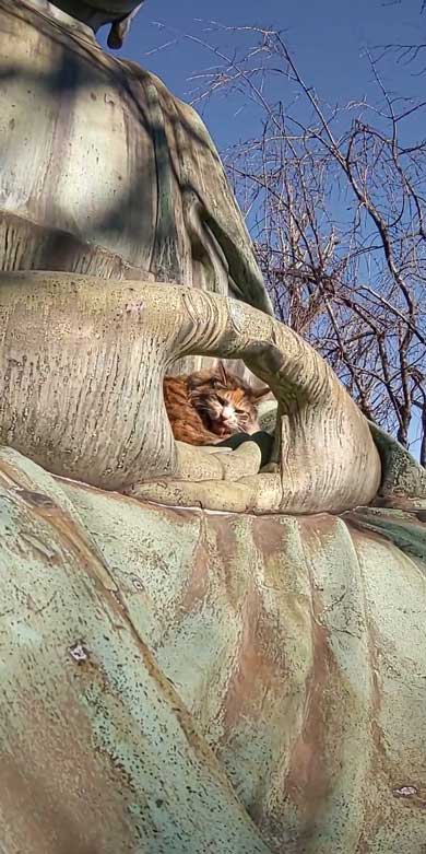 お釈迦様 愛される 猫 日なたぼっこ お昼寝 膝の上 御手 包まれて