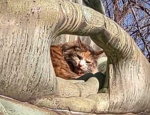 お釈迦様 愛される 猫 日なたぼっこ お昼寝 膝の上 御手 包まれて