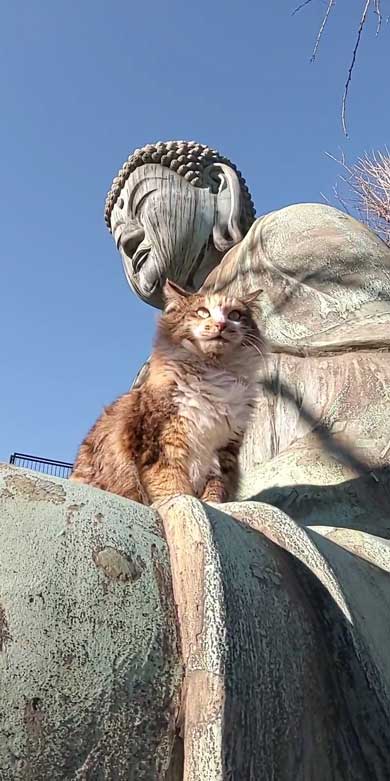 お釈迦様 愛される 猫 日なたぼっこ お昼寝 膝の上 御手 包まれて