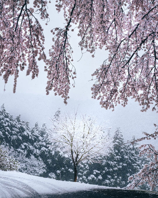 桜 雪 コラボ 写真