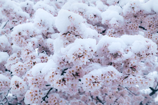 桜 雪 コラボ 写真