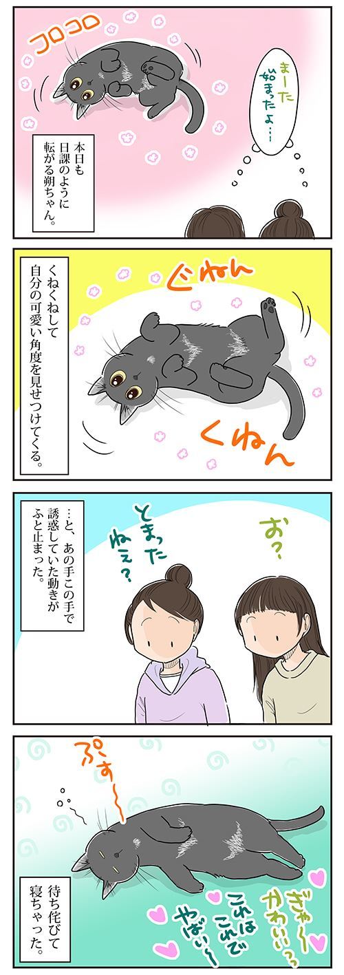 猫