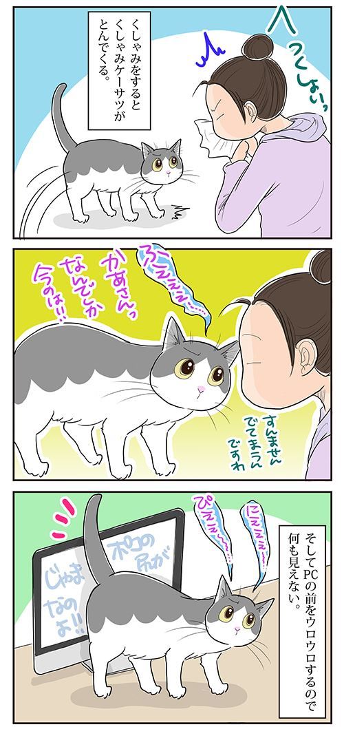 猫