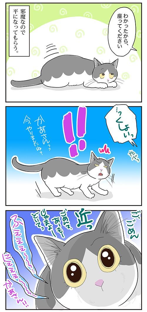 猫
