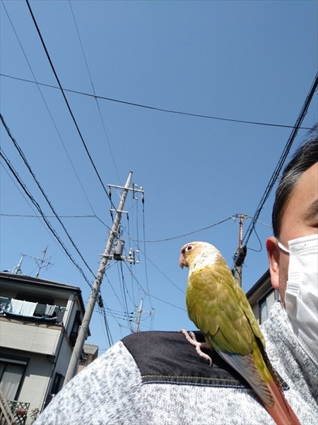 迷いインコ