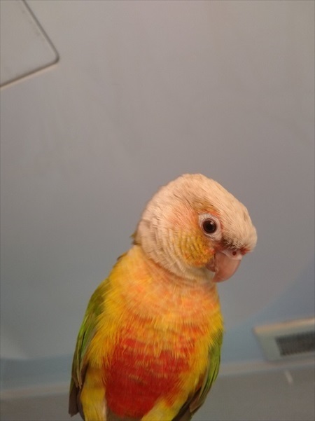 迷いインコ