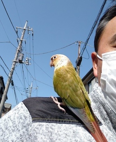迷いインコ