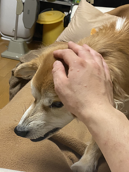 でも頭をなでさせてくれるワンコ