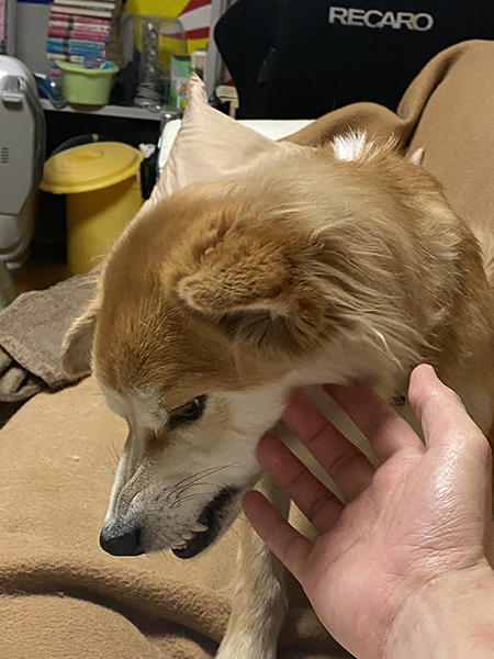 あごもなでさせてくれるワンコ