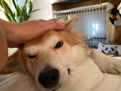 なでてもらってでれでれワンコ
