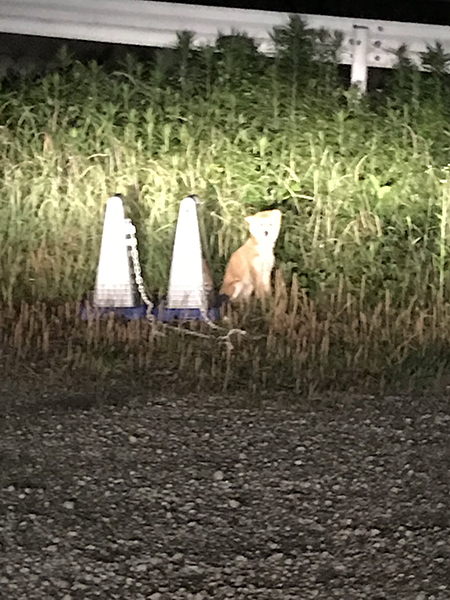 山中で出会った時