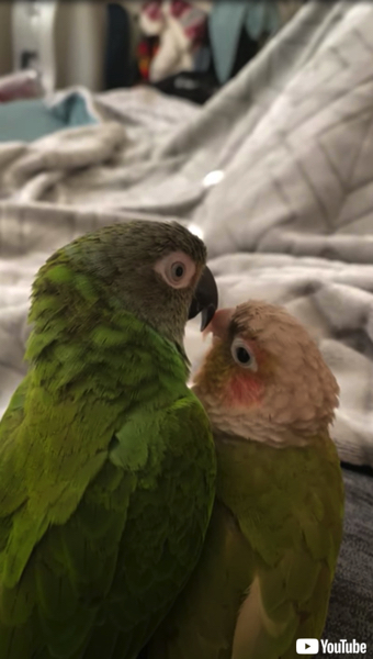 キスが止まらないインコ
