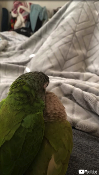 キスが止まらないインコ