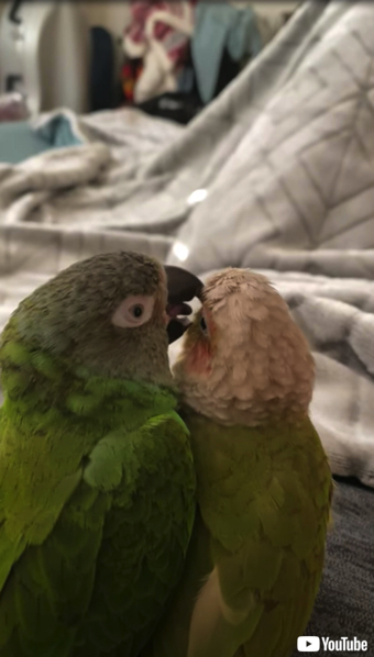 キスが止まらないインコ