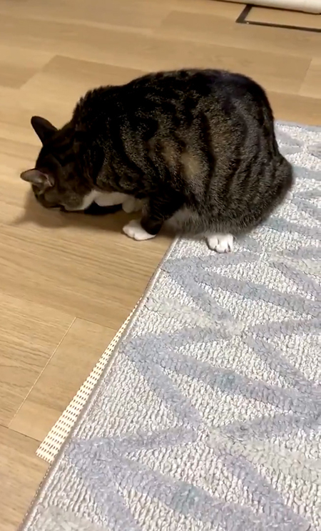 毛づくろいする豆苗さん