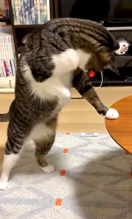 キョロキョロする豆苗さん